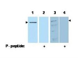 PDCD4, p Ser457 Antibody, Novus Biologicals 0.1mg; Unlabeled:Antibodies,
